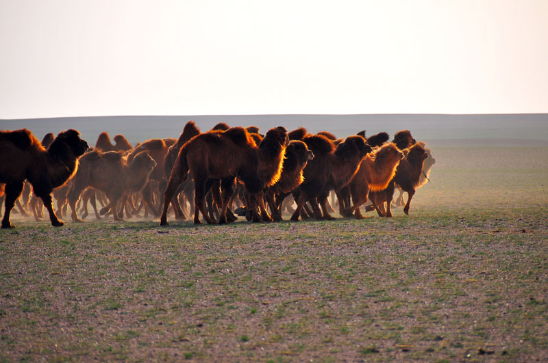Mongolie